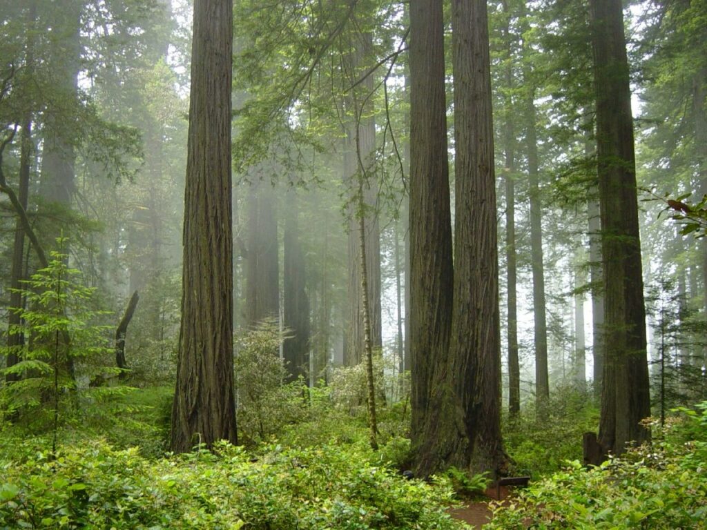 wood_National_forest