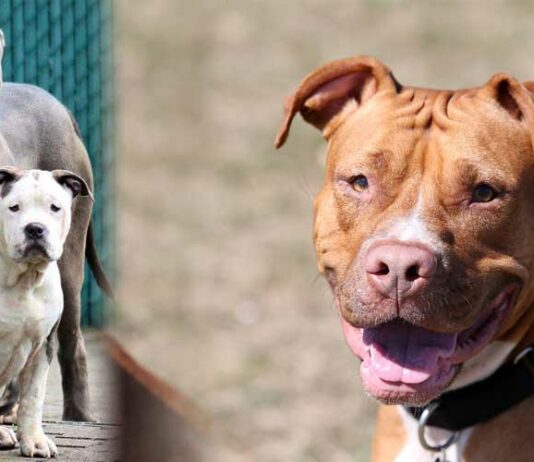 Pit-Bull-Dog-InsideDogsWorld