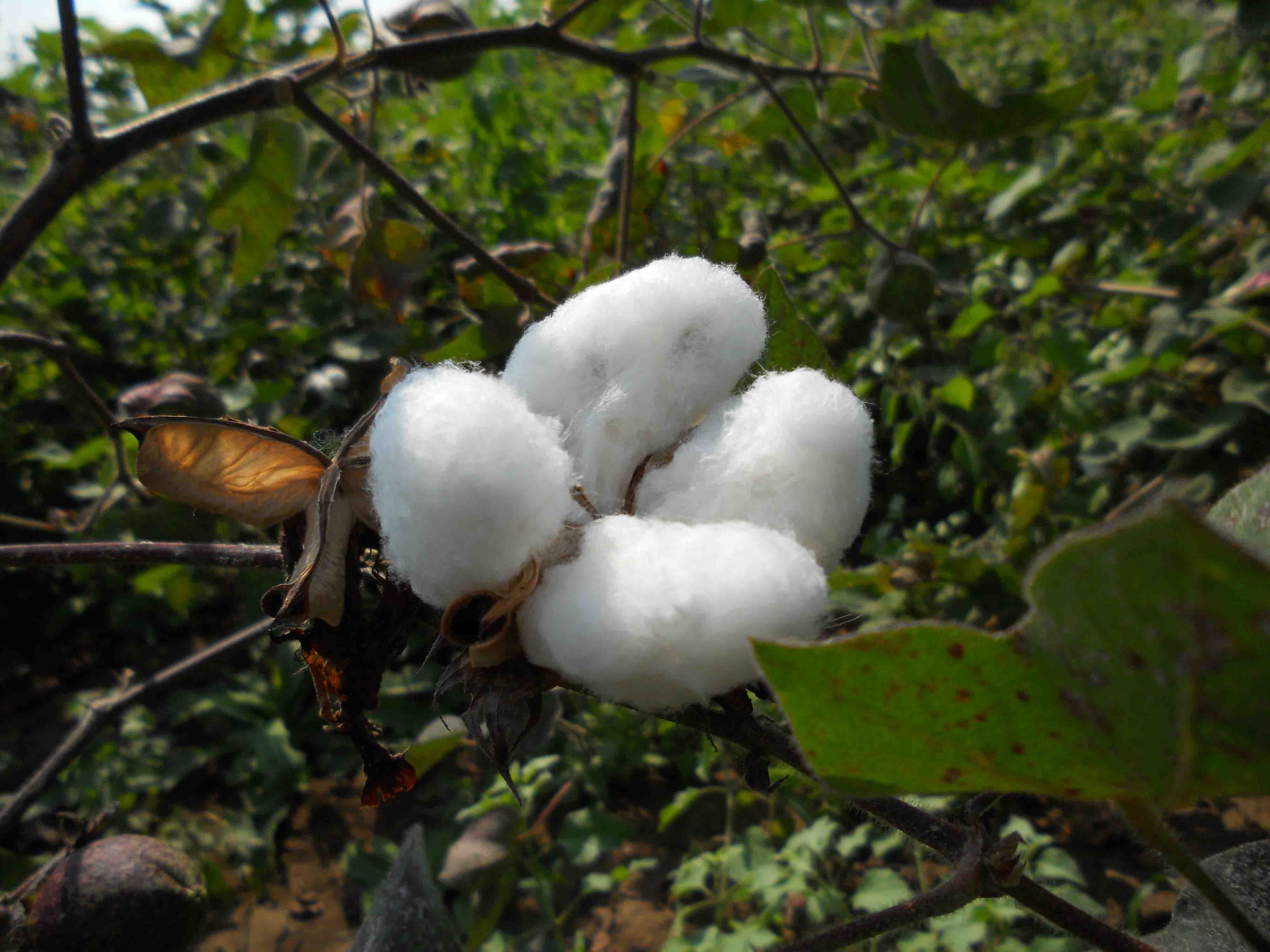 ideal weather for cotton growth