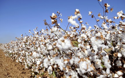 area for growing cotton