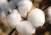 importance of cotton