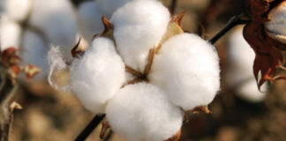 importance of cotton