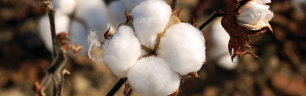 importance of cotton