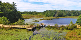 stony-brook