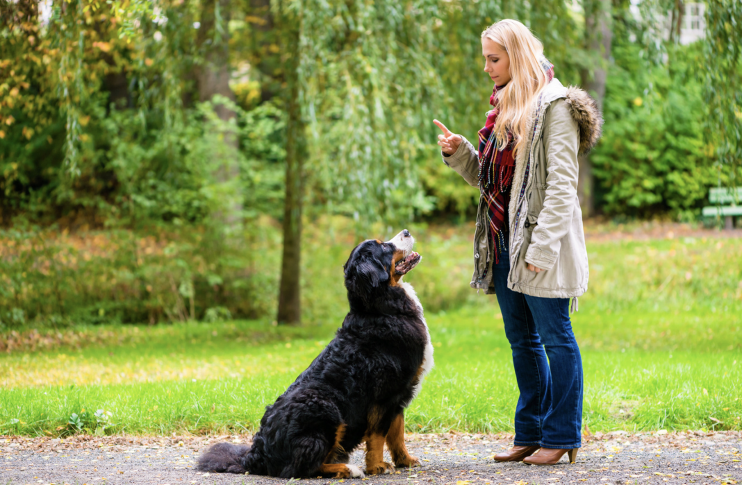 Training Your Dog To Listen Better