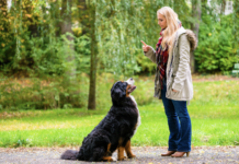 Training Your Dog To Listen Better