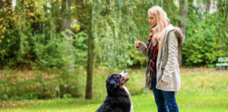 Training Your Dog To Listen Better