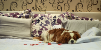 Pet Friendly Hotels Near Me