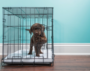 How to Crate Train Your Puppy