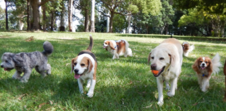 dog park near me