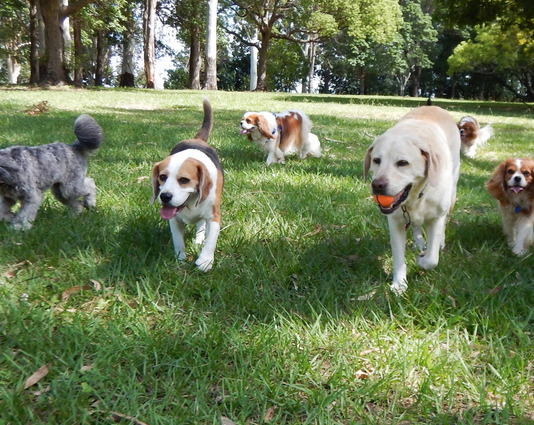 dog park near me