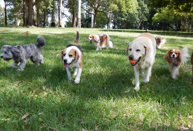 Dog parks near me now 2025