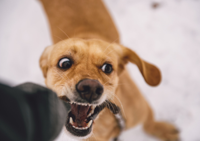 Why Do Dogs Bite? - TIDEWATER