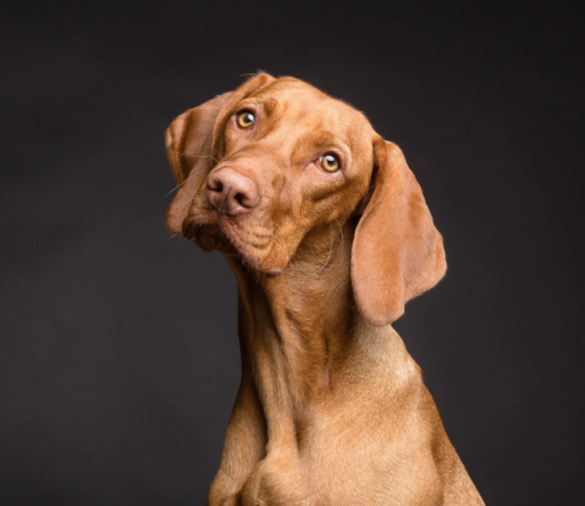 Online Dog Obedience Course