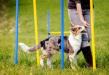 importance of training a dog