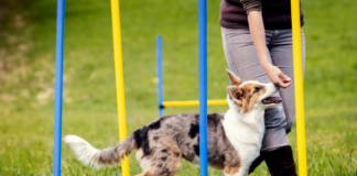 importance of training a dog