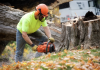 Top Tree Companies in Brooksville Florida: 5 Local Crews You Can Count On Top Tree Companies in Brooksville Florida