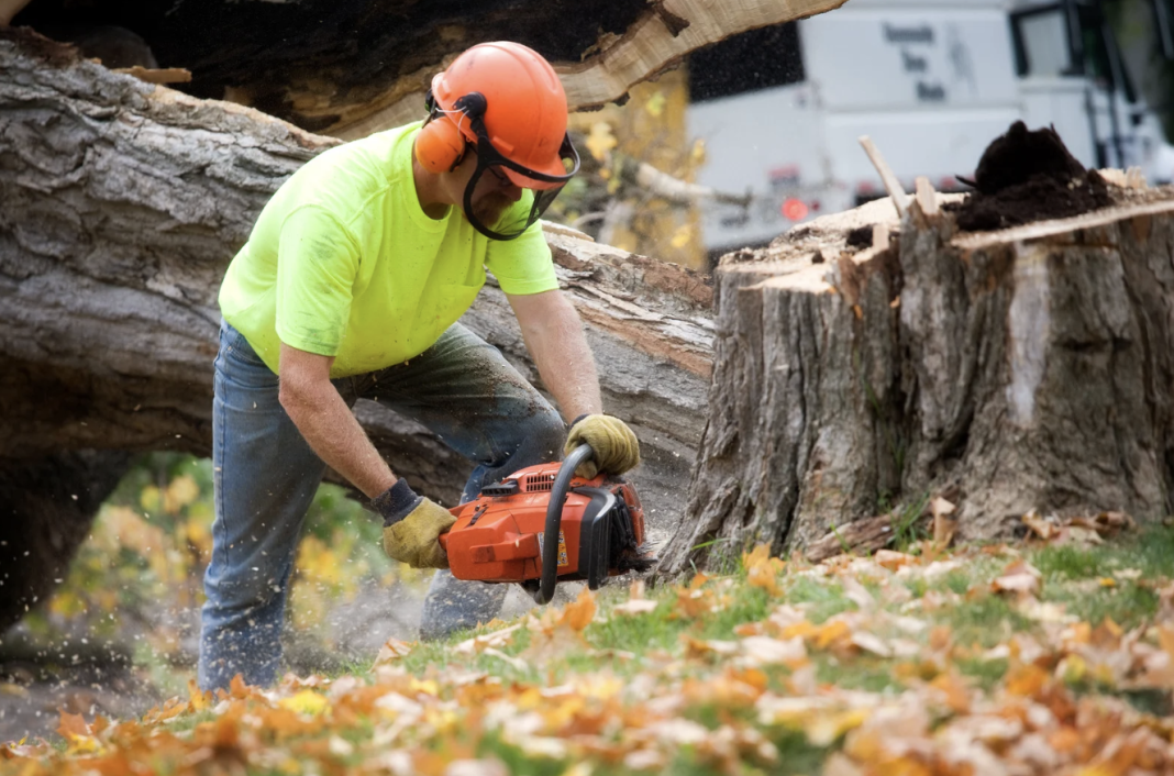 Top Tree Companies in Brooksville Florida Top Tree Companies in Brooksville Florida