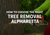 How to Choose the Right Tree Removal Alpharetta Tree Removal