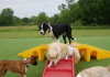 Essential Guide to Planning a Dog Playground Space Essential Guide to Planning a Dog Playground Space