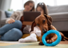 Why Daily Playtime Is Essential for Every Dog’s Health? Why Daily Playtime Is Essential for Every Dog’s Health