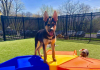 Backyard Play Essentials: Creating a Happier Life for Your Dog