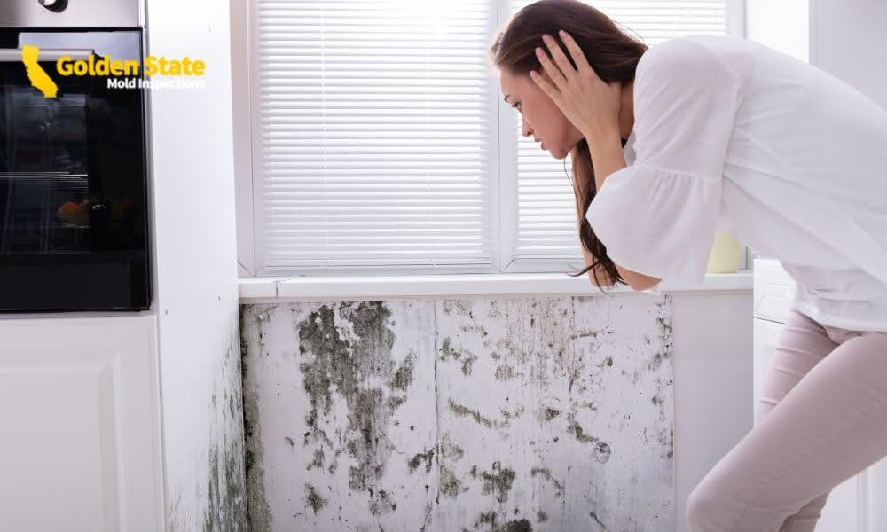 What Should I Do If a Mold Inspection Finds Mold in My LA Home What Should I Do If a Mold Inspection Finds Mold in My LA Home?