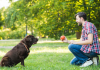 Best Dog Toys to Keep Your Dog Entertained and Happy