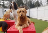 Dog Play Equipment and Durable Agility Accessories for Active Dogs