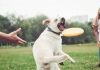 Dog Play Equipment for Better Health and Enrichment Dog Play Equipment for Better Health and Enrichment