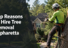 Tree removal expert in action
