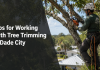 Tips for Working With Tree Trimming in Dade City Tree trimming tips in Dade City