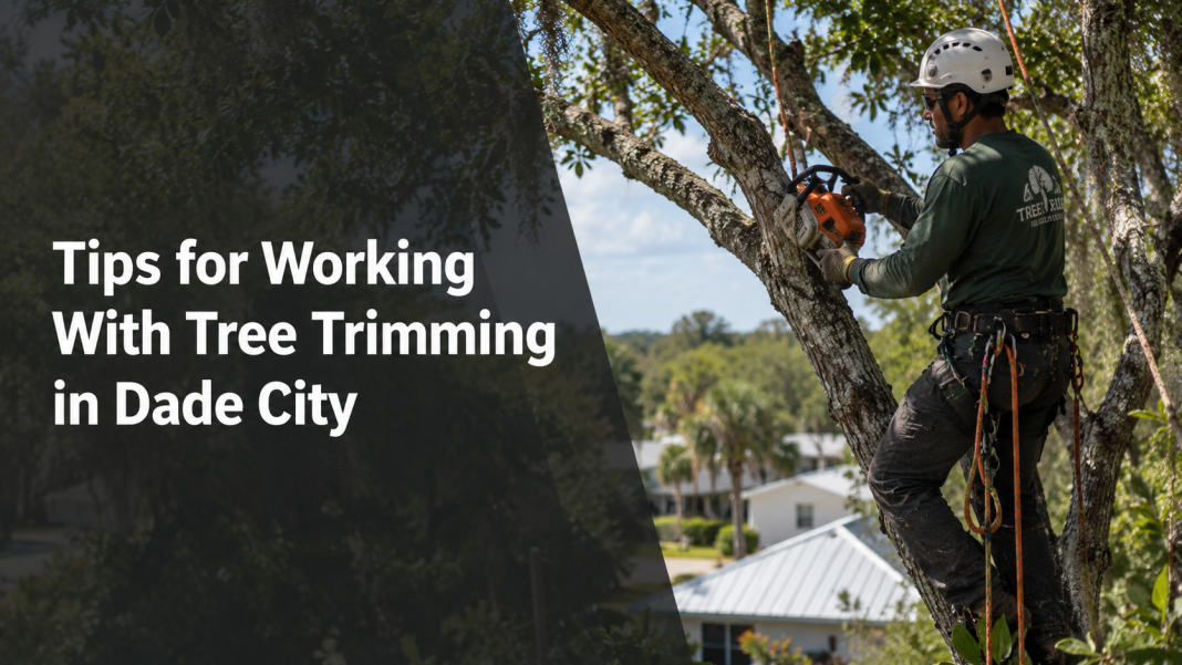 tree trimming Dade City Tree trimming tips in Dade City
