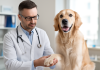 Breakthrough Study Shows Exclzyme Pet™ Supports Joint Health in 92% of Dogs