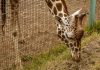 Virginia Zoo Marks 125 Years in Norfolk Virginia Zoo Marks 125 Years in Norfolk