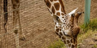Virginia Zoo Marks 125 Years in Norfolk