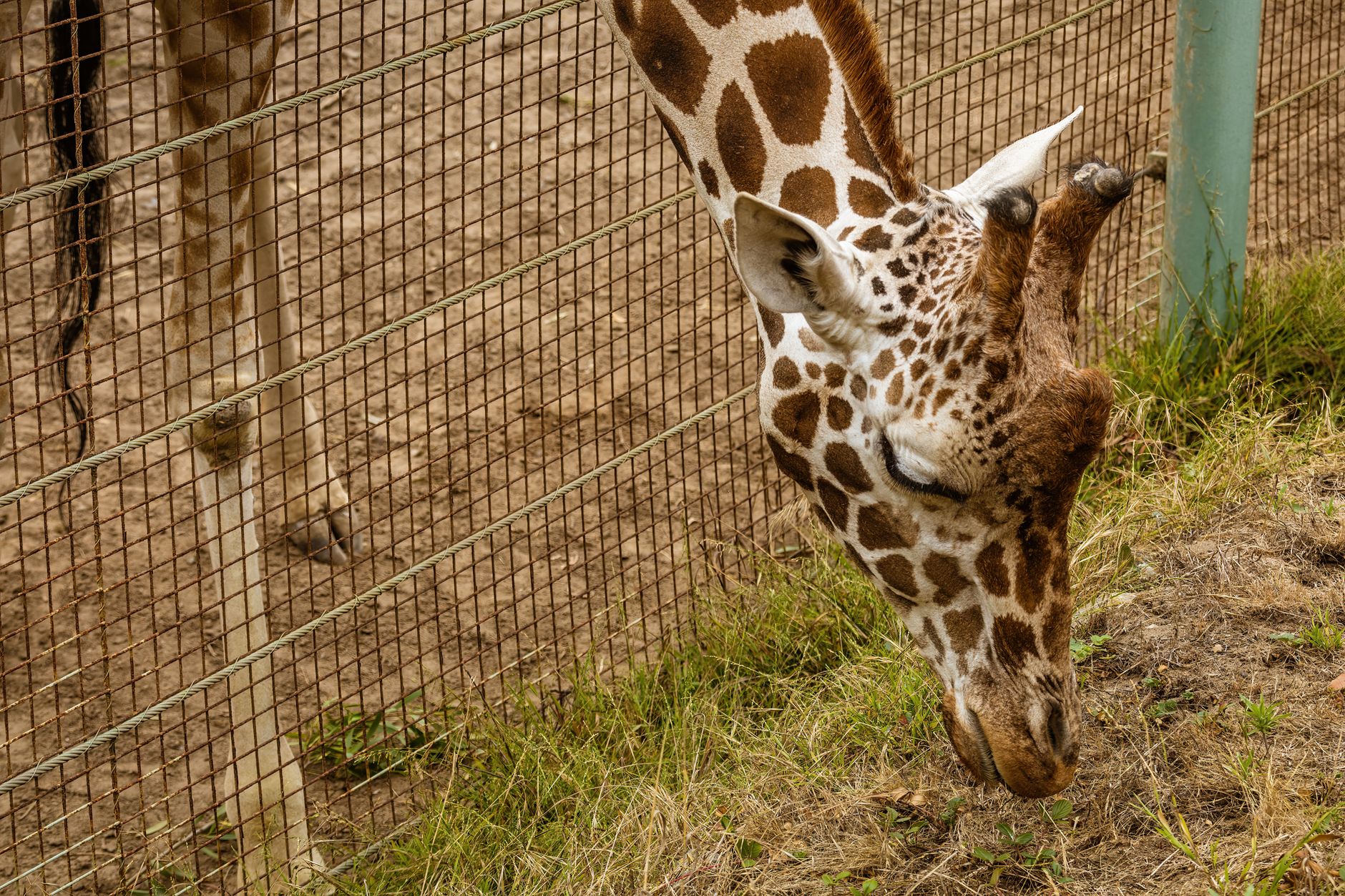 Virginia Zoo Marks 125 Years in Norfolk