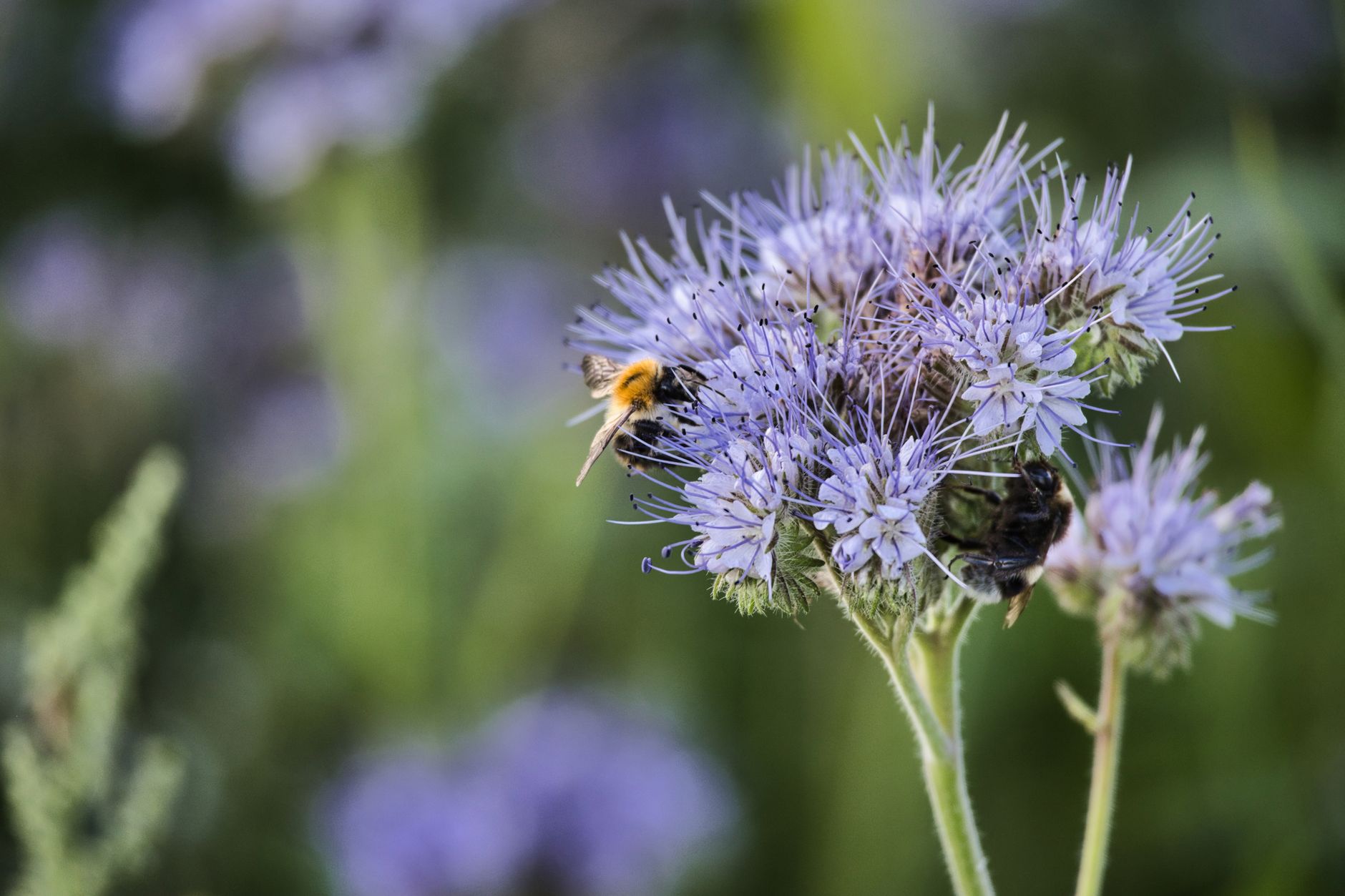 Rare Bee Rediscovered in Isle of Wight After Over a Century