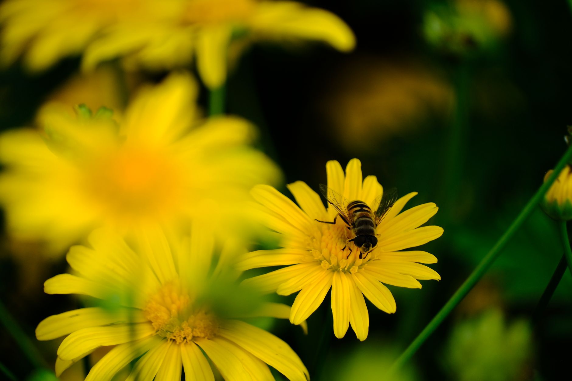 Rare Bee Rediscovered in Virginia After More Than a Century